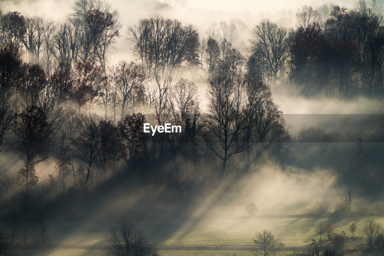 nature, tree, morning, plant, mist, environment, beauty in nature, fog, cloud, sky, scenics - nature, tranquility, landscape, sunlight, land, no people, forest, dawn, tranquil scene, non-urban scene, outdoors, growth, rural area, darkness, sunrise, idyllic, rural scene, woodland, sun, day, grass