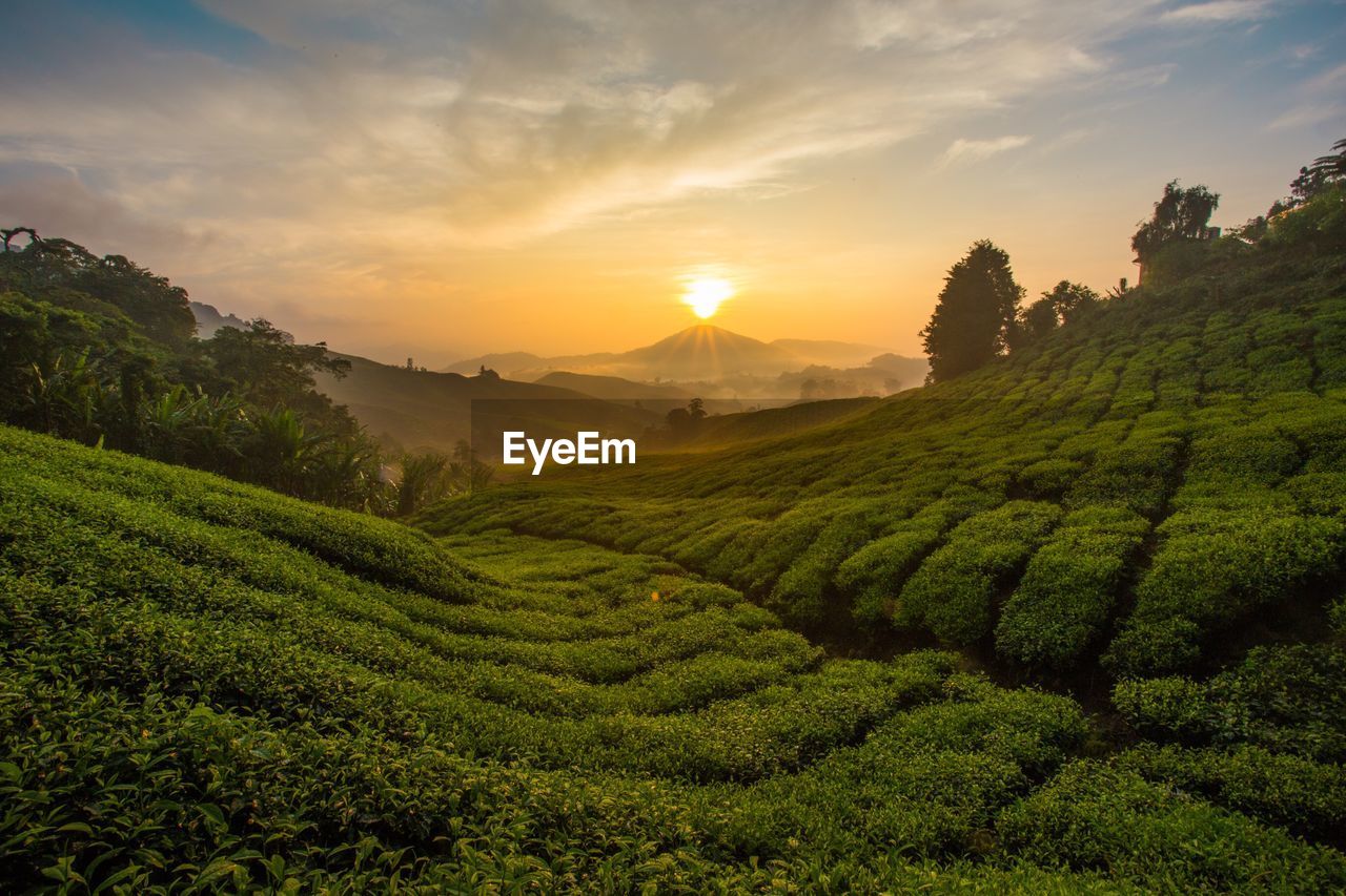 Scenic view of agricultural field against sky during sunset