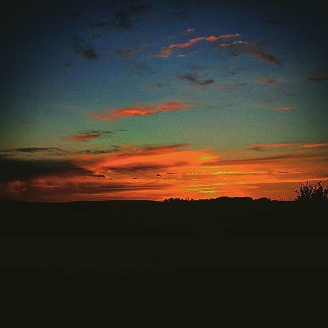 SILHOUETTE OF TREES AT SUNSET