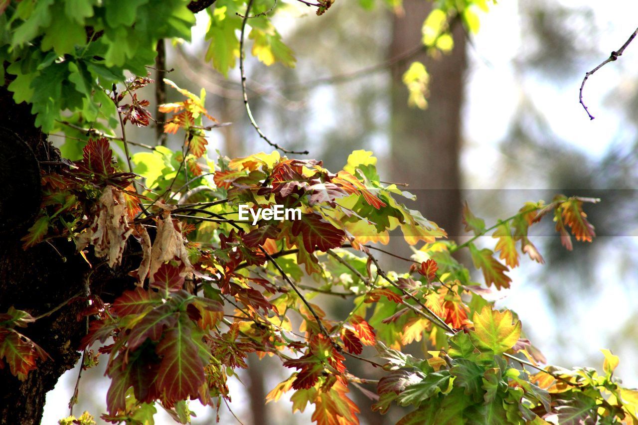 CLOSE-UP OF LEAVES ON BRANCH