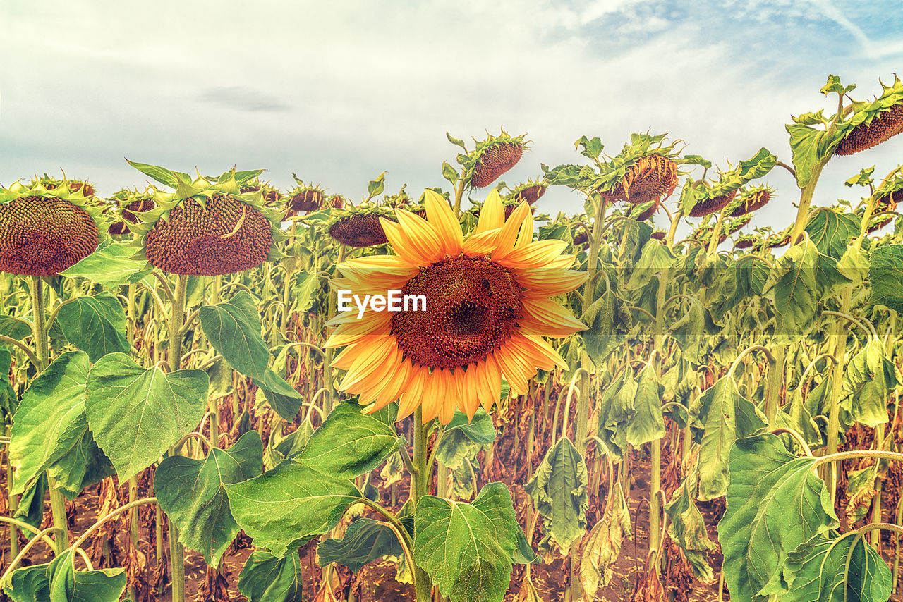 Close-up of sunflower on field against sky