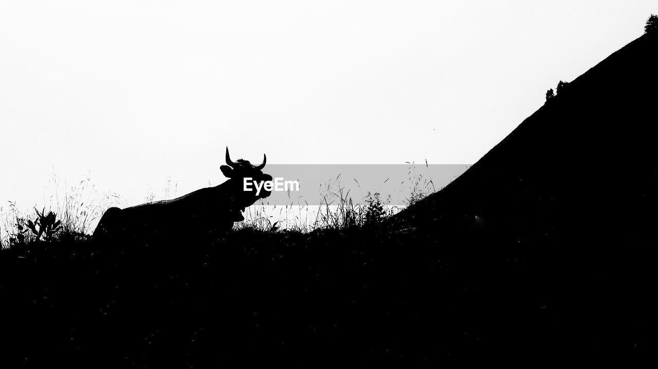 Low angle view of cow on field at bavarian alps against sky