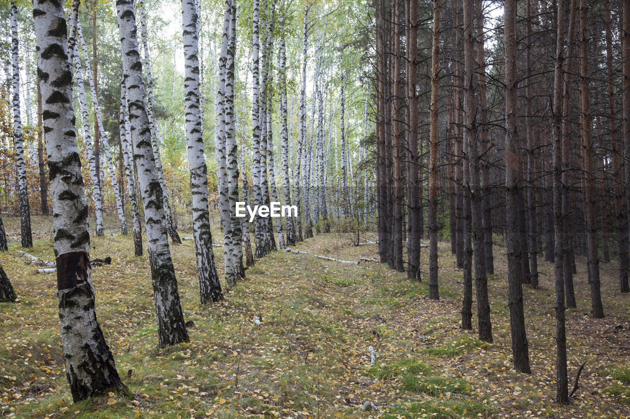 TREES GROWING IN FOREST