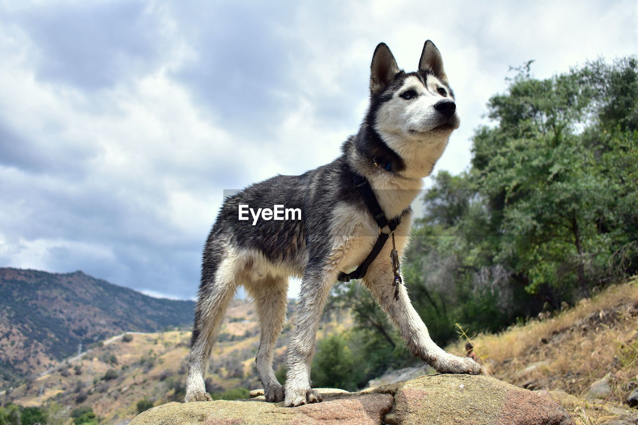 DOG LOOKING AWAY AGAINST MOUNTAIN