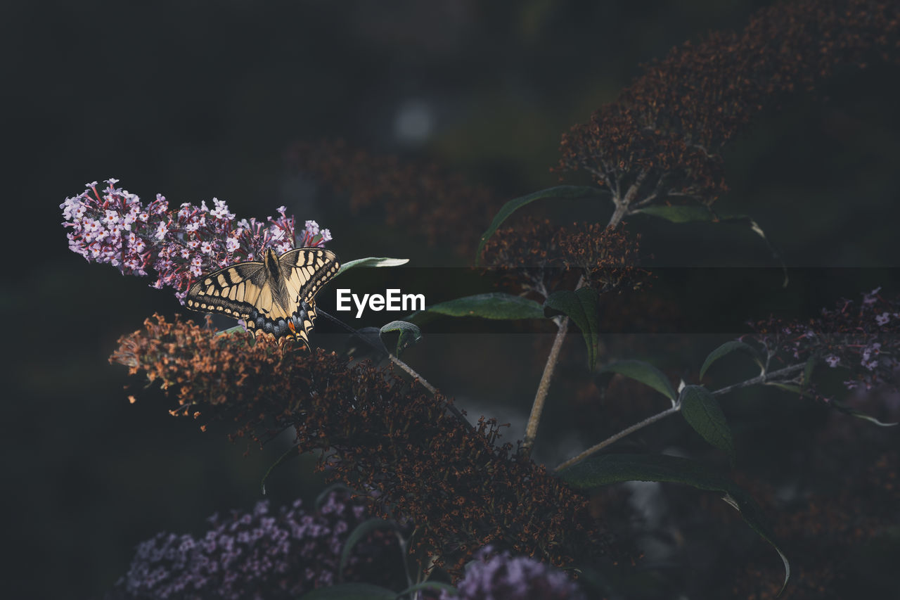 plant, nature, flower, macro photography, flowering plant, leaf, beauty in nature, animal wildlife, animal, animal themes, no people, close-up, growth, outdoors, branch, butterfly, freshness, fragility, wildlife, insect, one animal, tree, focus on foreground, plant part