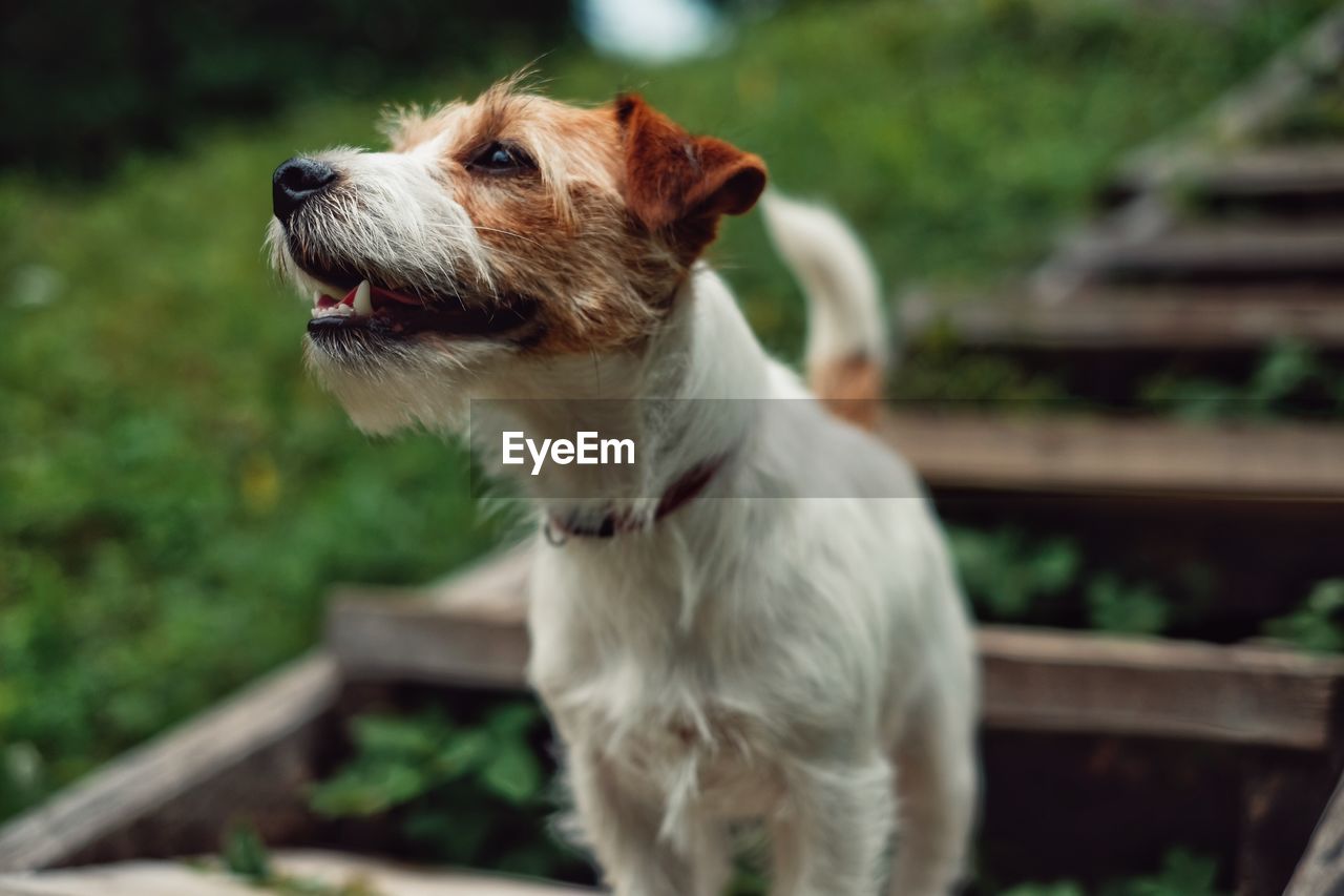 Jack russell terrier looking away on field
