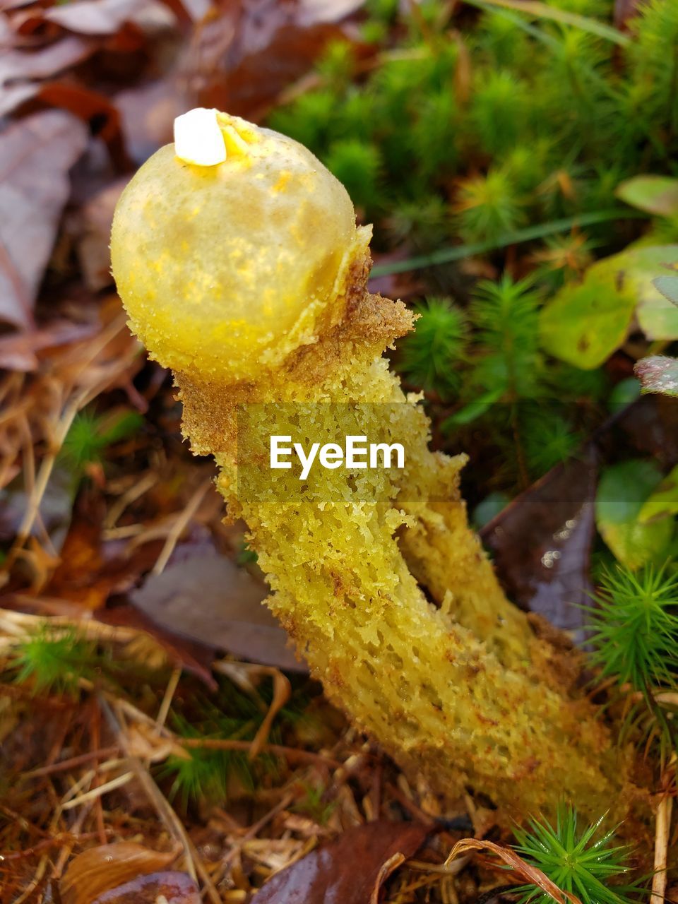 CLOSE-UP OF YELLOW MUSHROOM GROWING IN FIELD