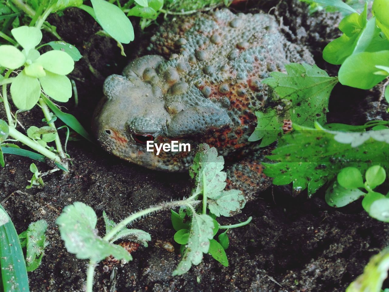 High angle view of toad amidst plants on field