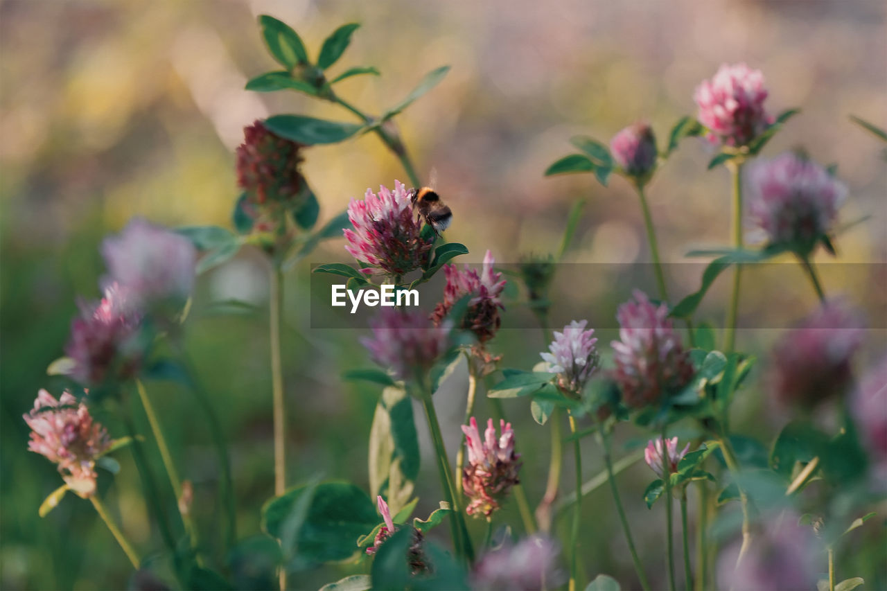 Close-up of bee pollinating on purple flower