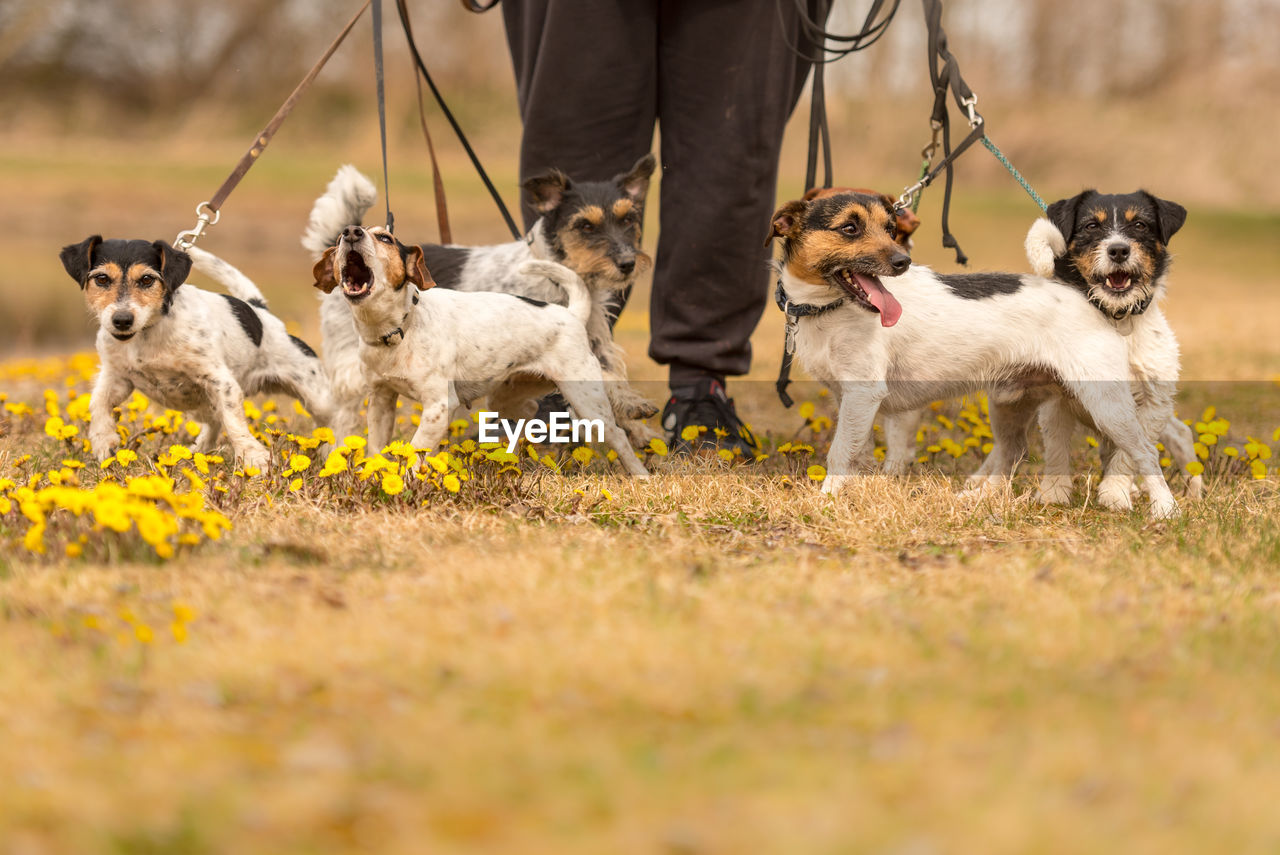 Low section of person with puppies