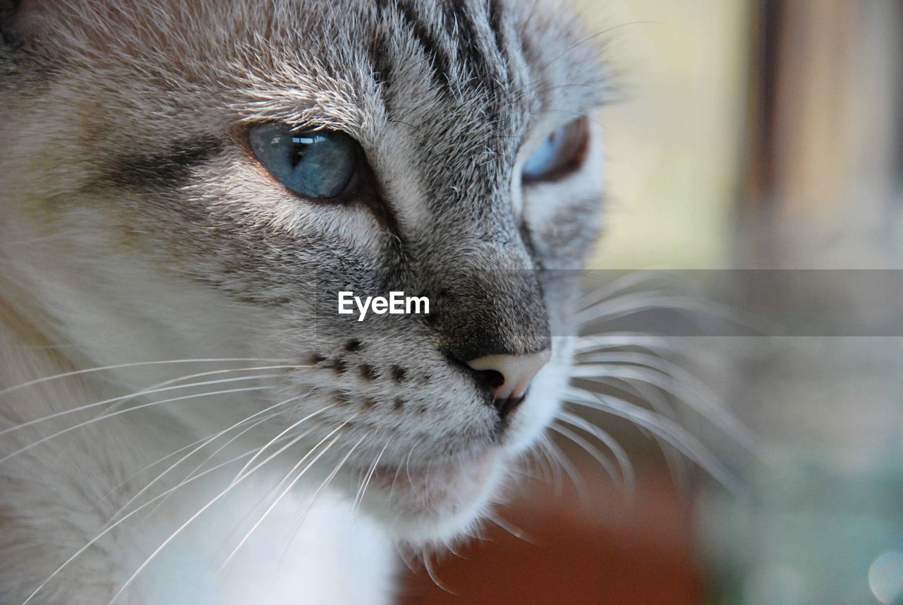 Close-up of a cat looking away