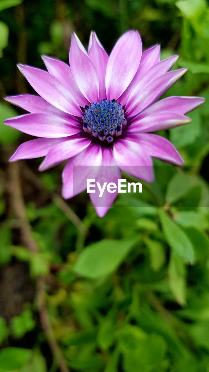 CLOSE-UP OF PURPLE FLOWER BLOOMING