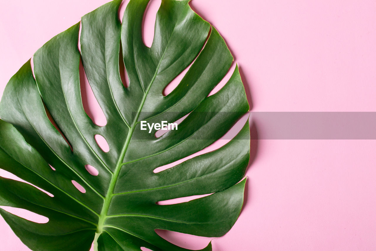 Pink monochrome tropical background with monster leaves.