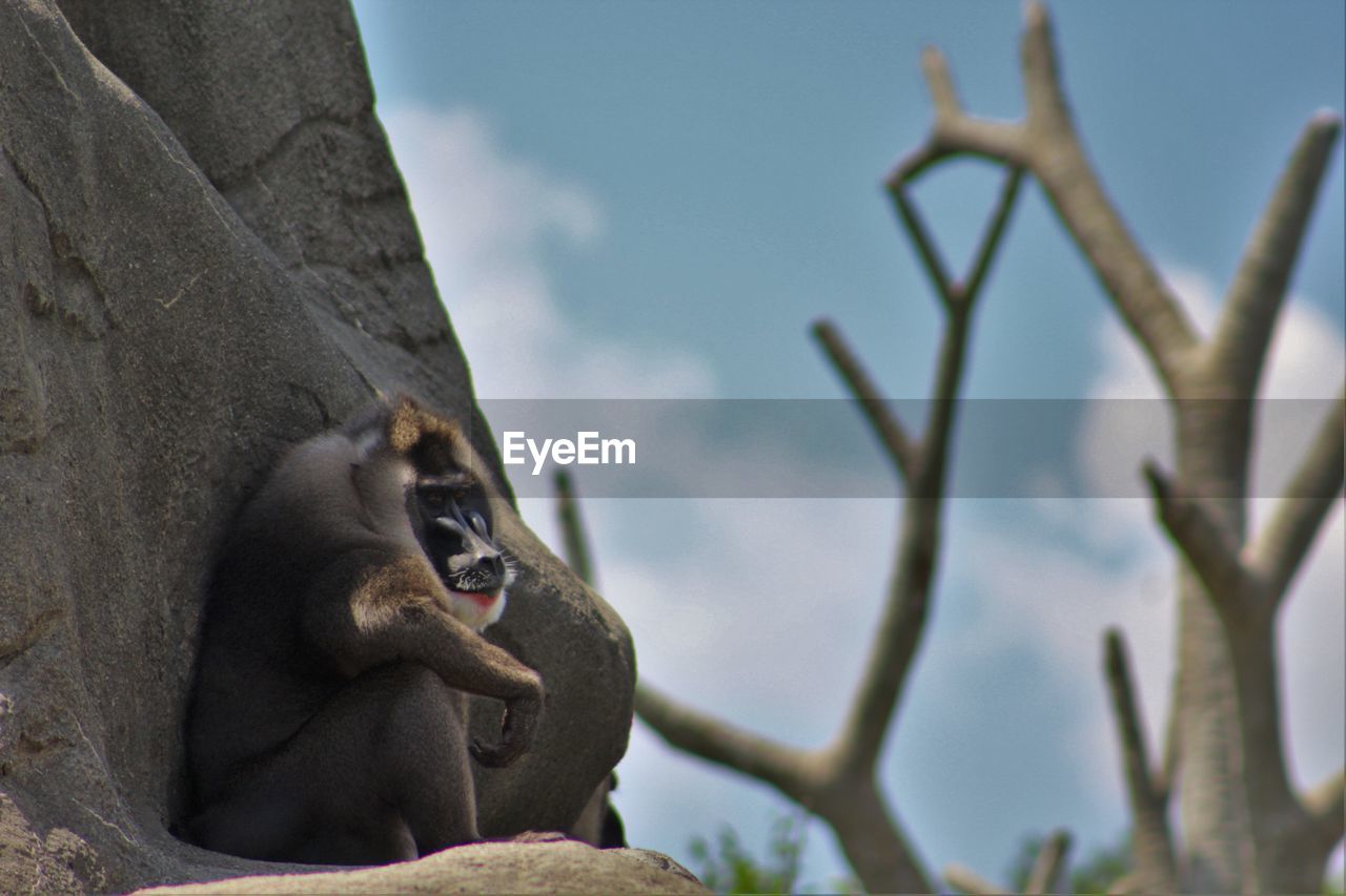 Low angle view of monkey against sky