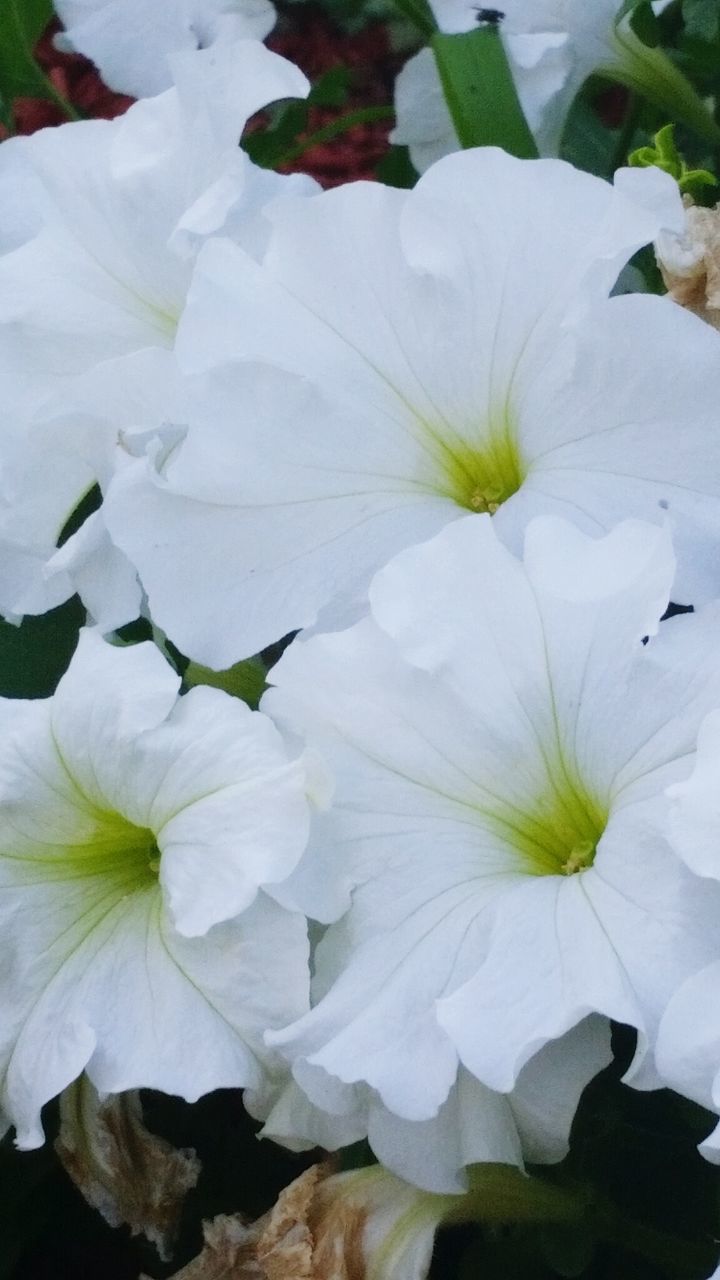 CLOSE-UP OF PURPLE FLOWER