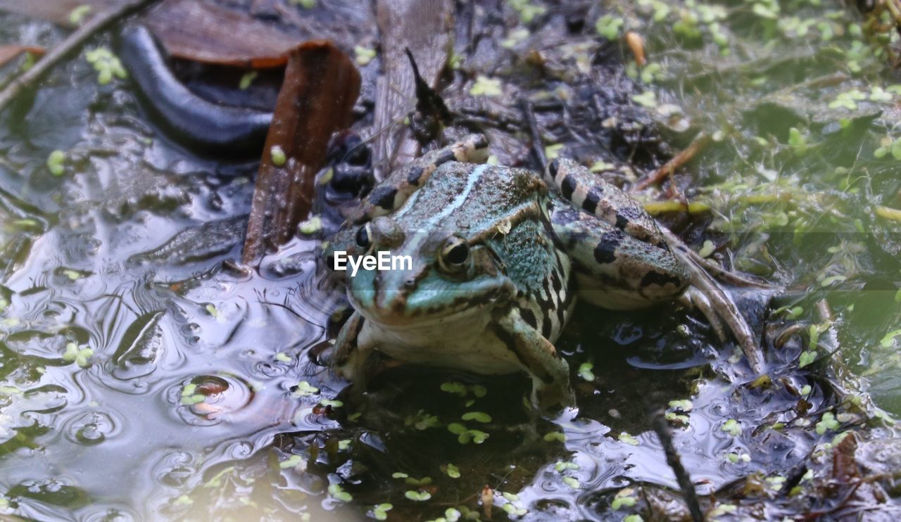 animal themes, water, animal, animal wildlife, wildlife, one animal, reptile, nature, crocodile, alligator, true frog, lake, no people, amphibian, frog, animal body part, swimming, day, outdoors, animal head, toad, wetland, close-up