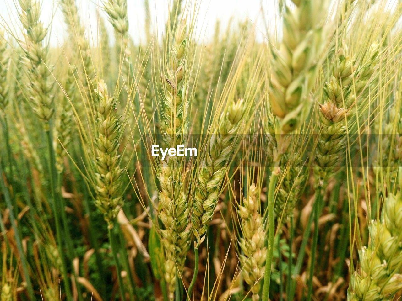 close-up of wheat growing in field