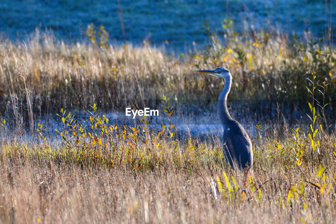 View of a bird on field