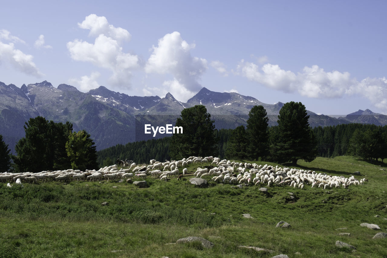 Flock of sheep grazing high in the mountains