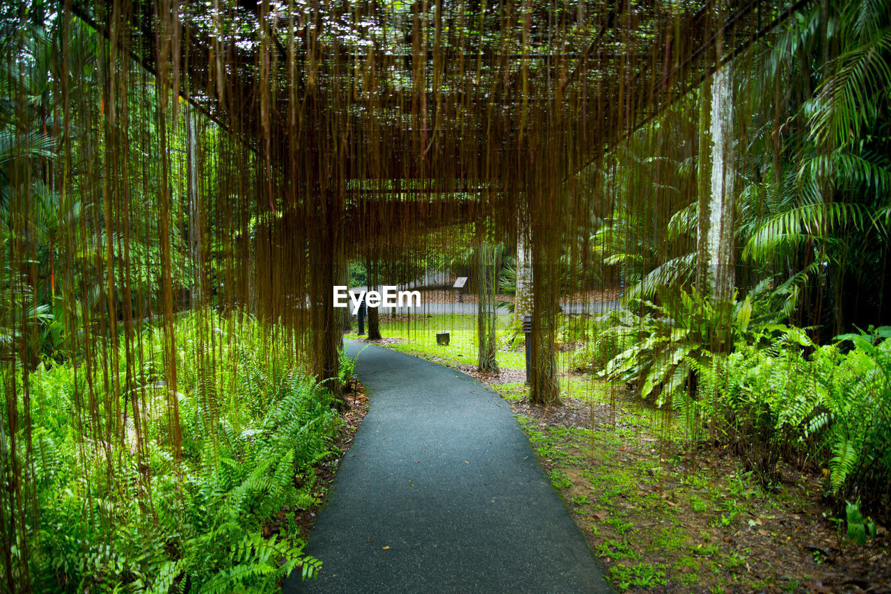 Empty road amidst trees in forest