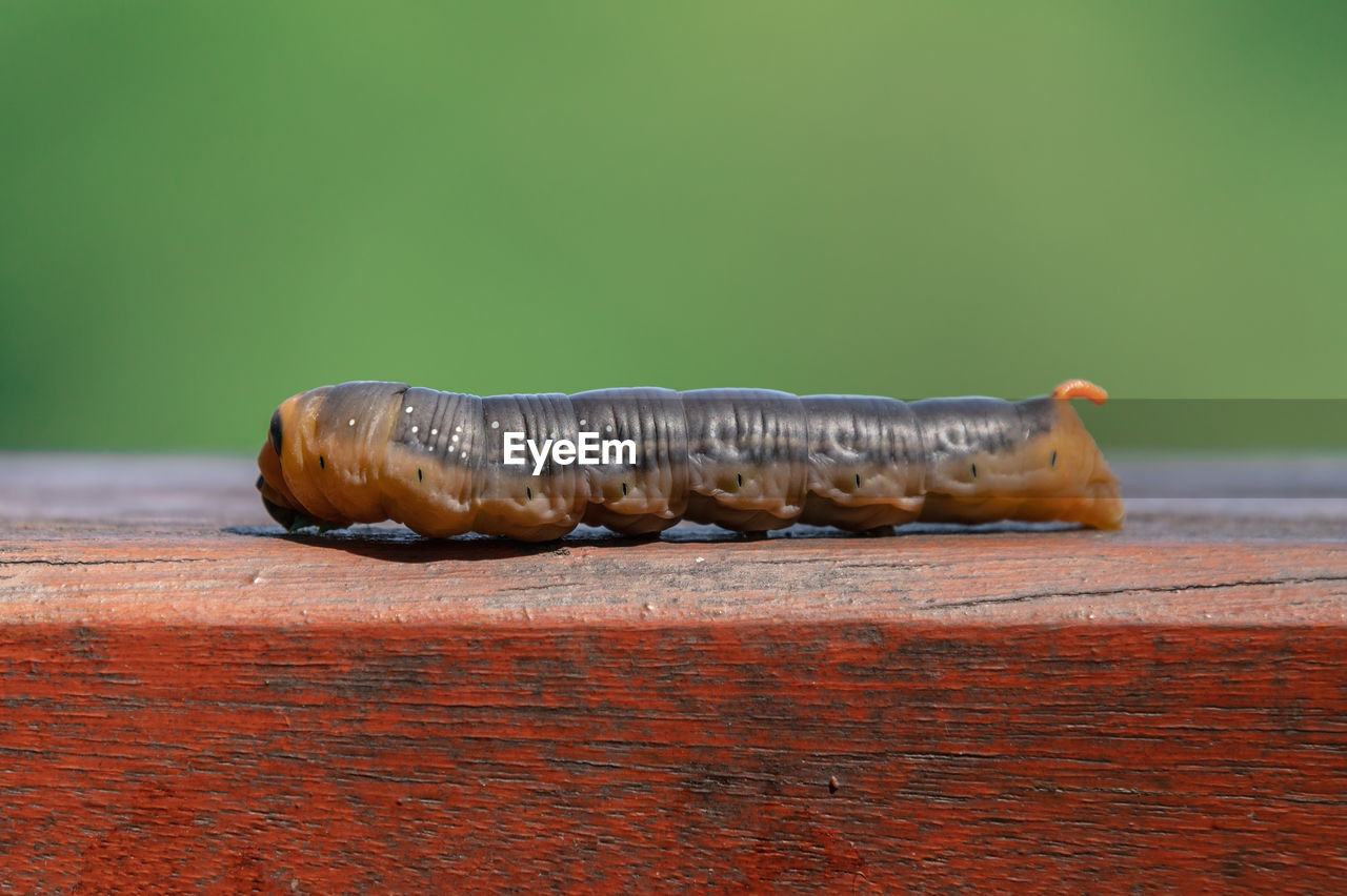 CLOSE-UP OF CATERPILLAR ON WOOD