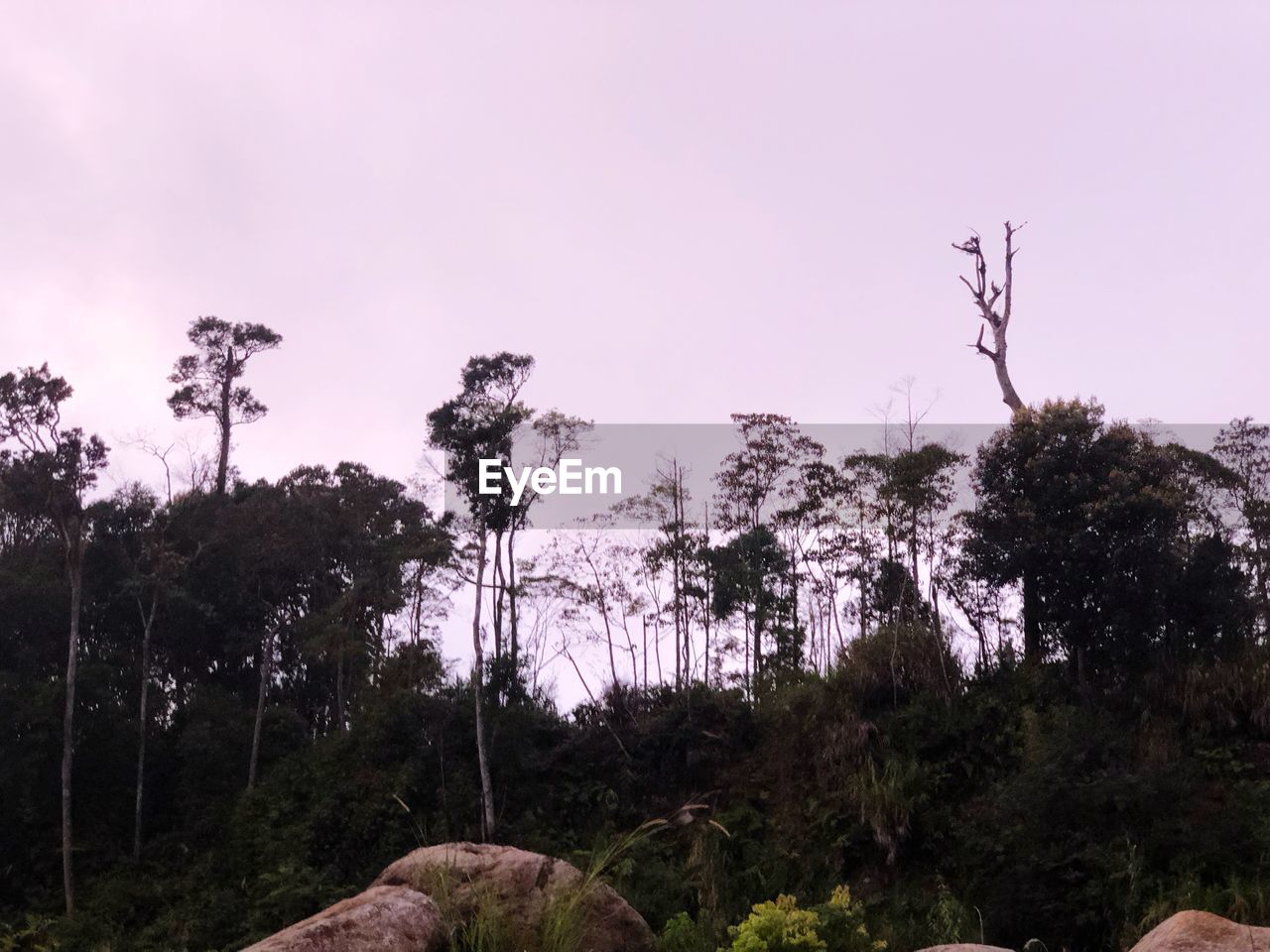 LOW ANGLE VIEW OF TREES AGAINST CLEAR SKY