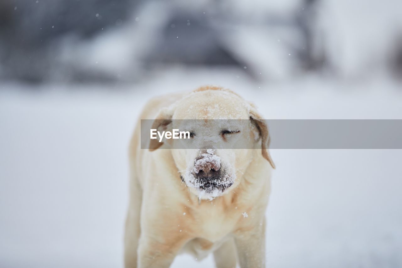 Frosty snout of labrador retriever. cute portrait dog in winter nature.