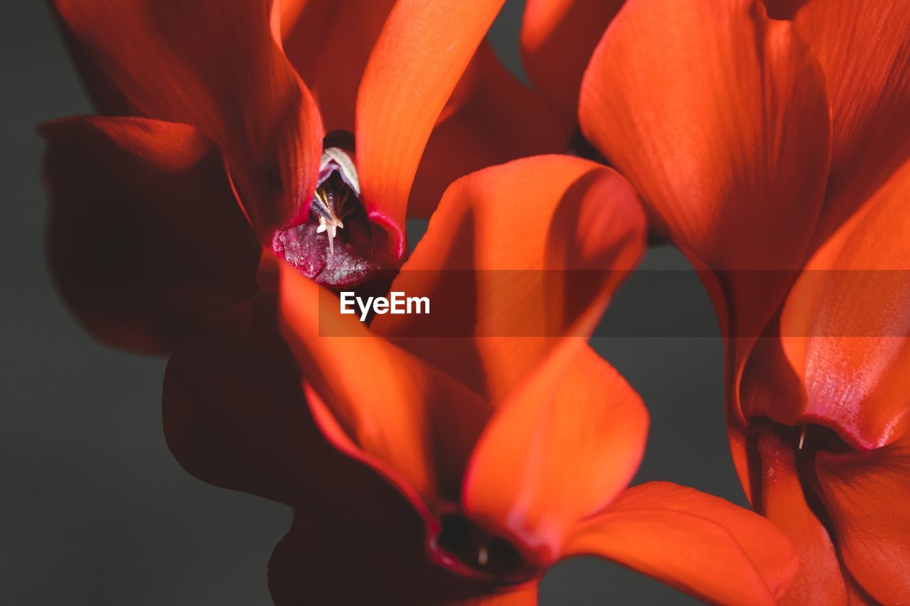 Close-up of orange tulips