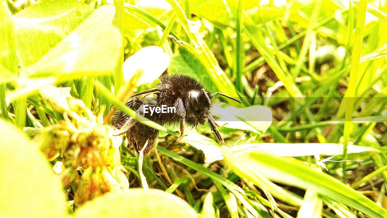 CLOSE-UP OF BEE ON PLANT