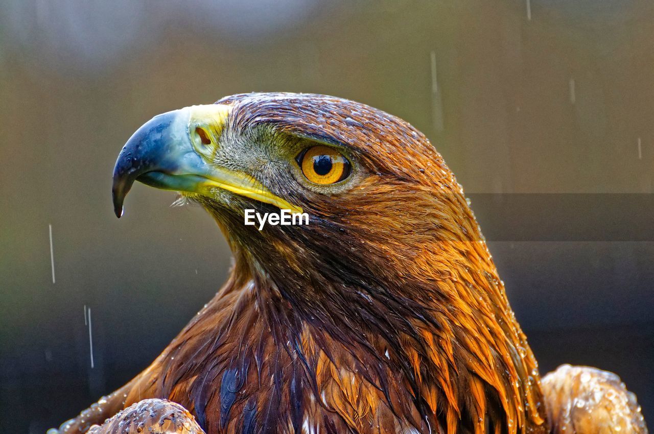 Close-up of eagles head in rain