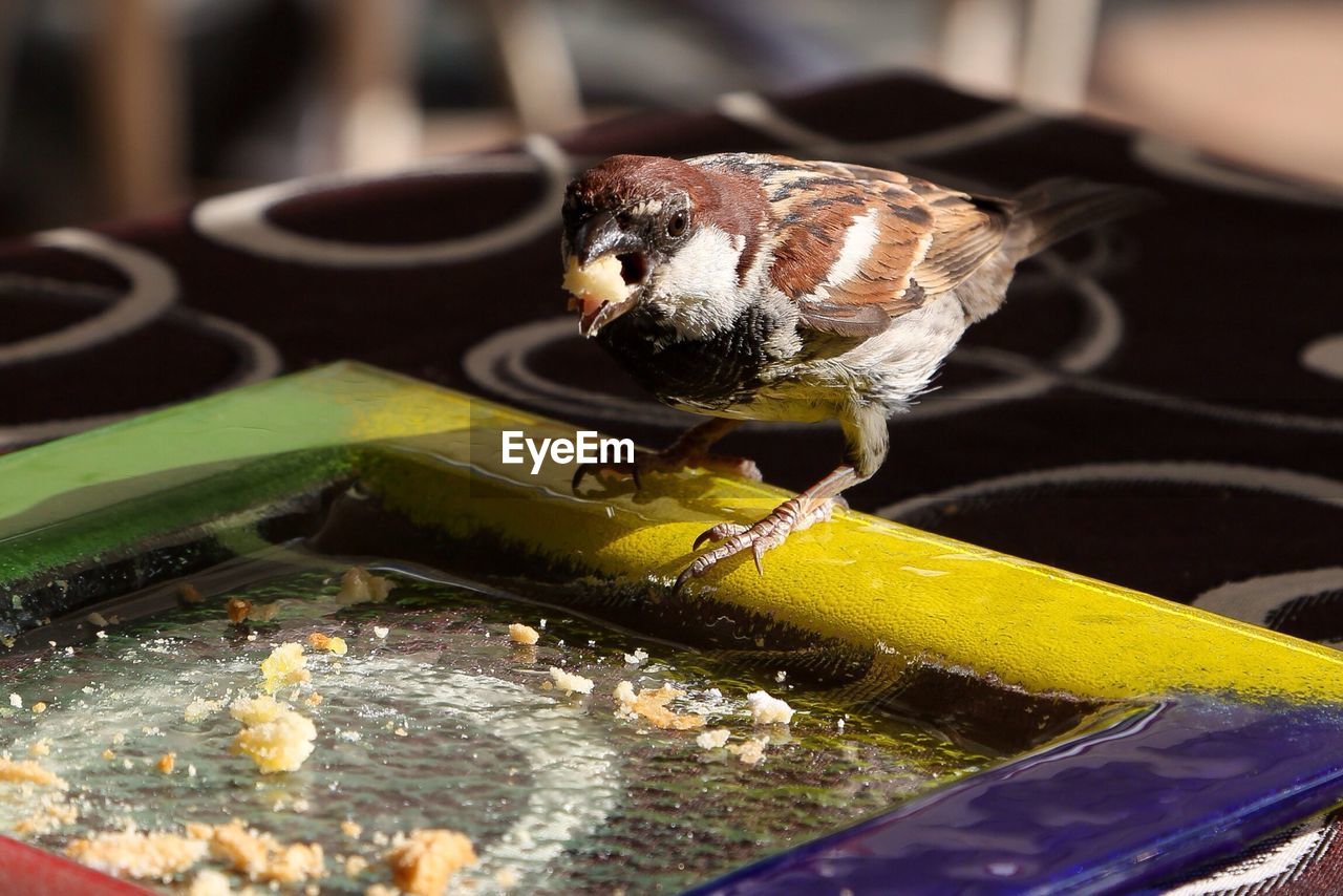 Close-up of bird eating food from plate