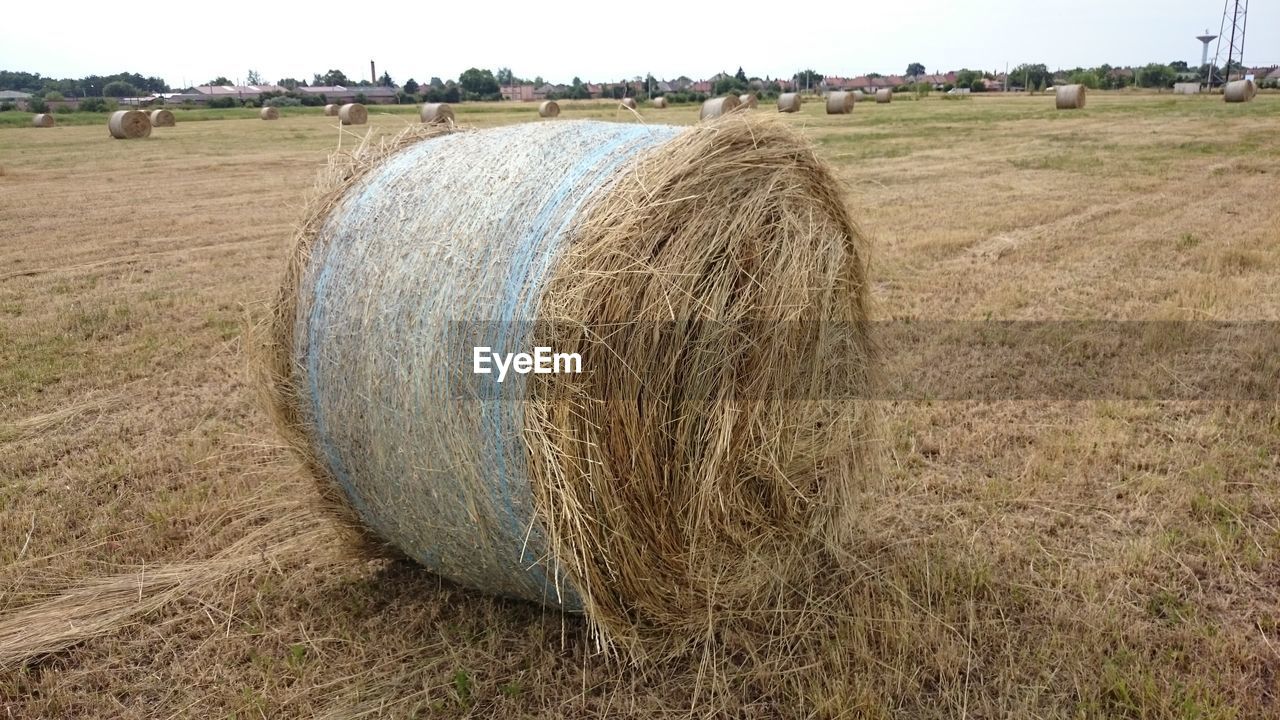 Hay bales on grassy field