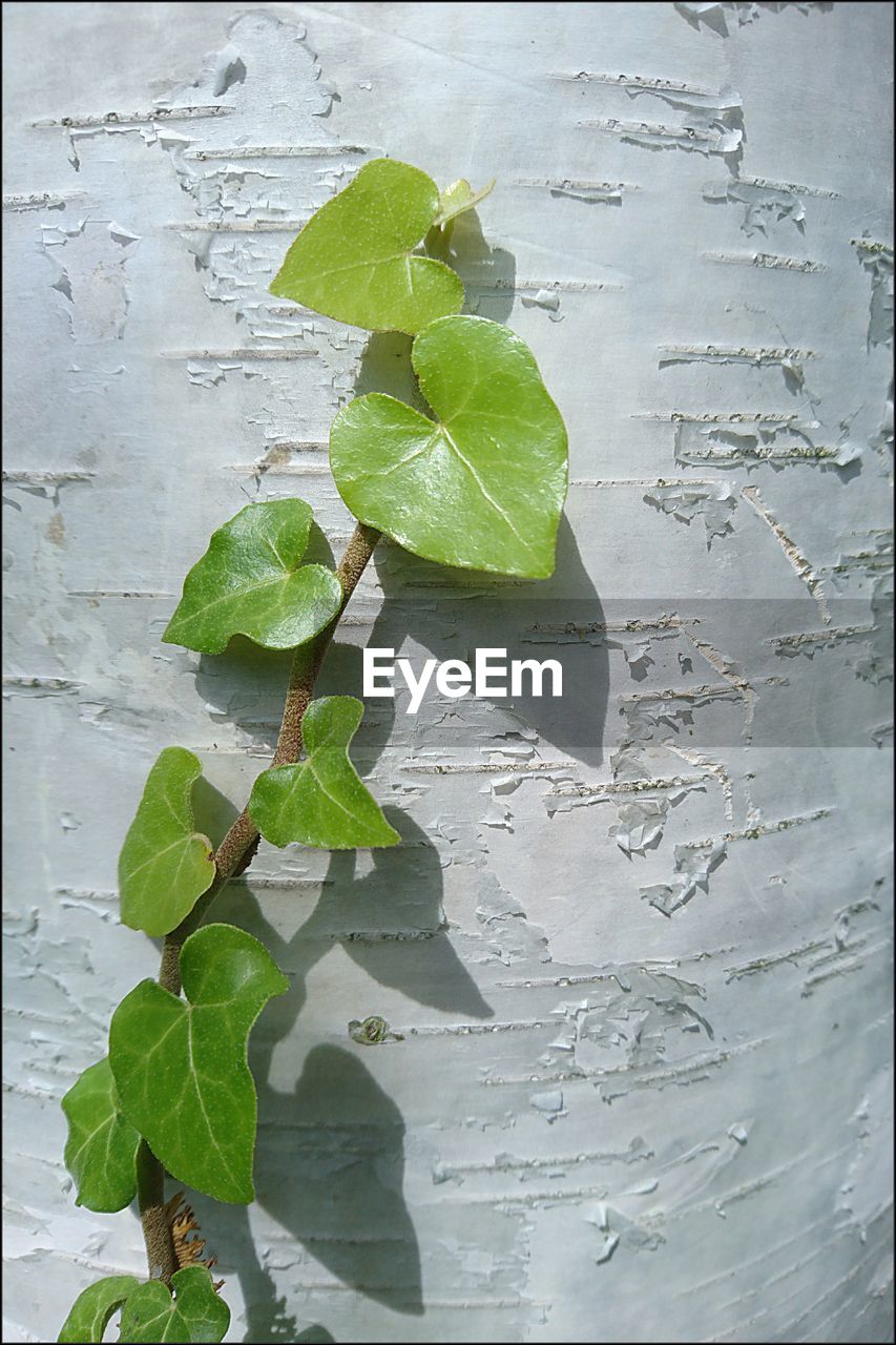 CLOSE-UP OF GREEN LEAVES