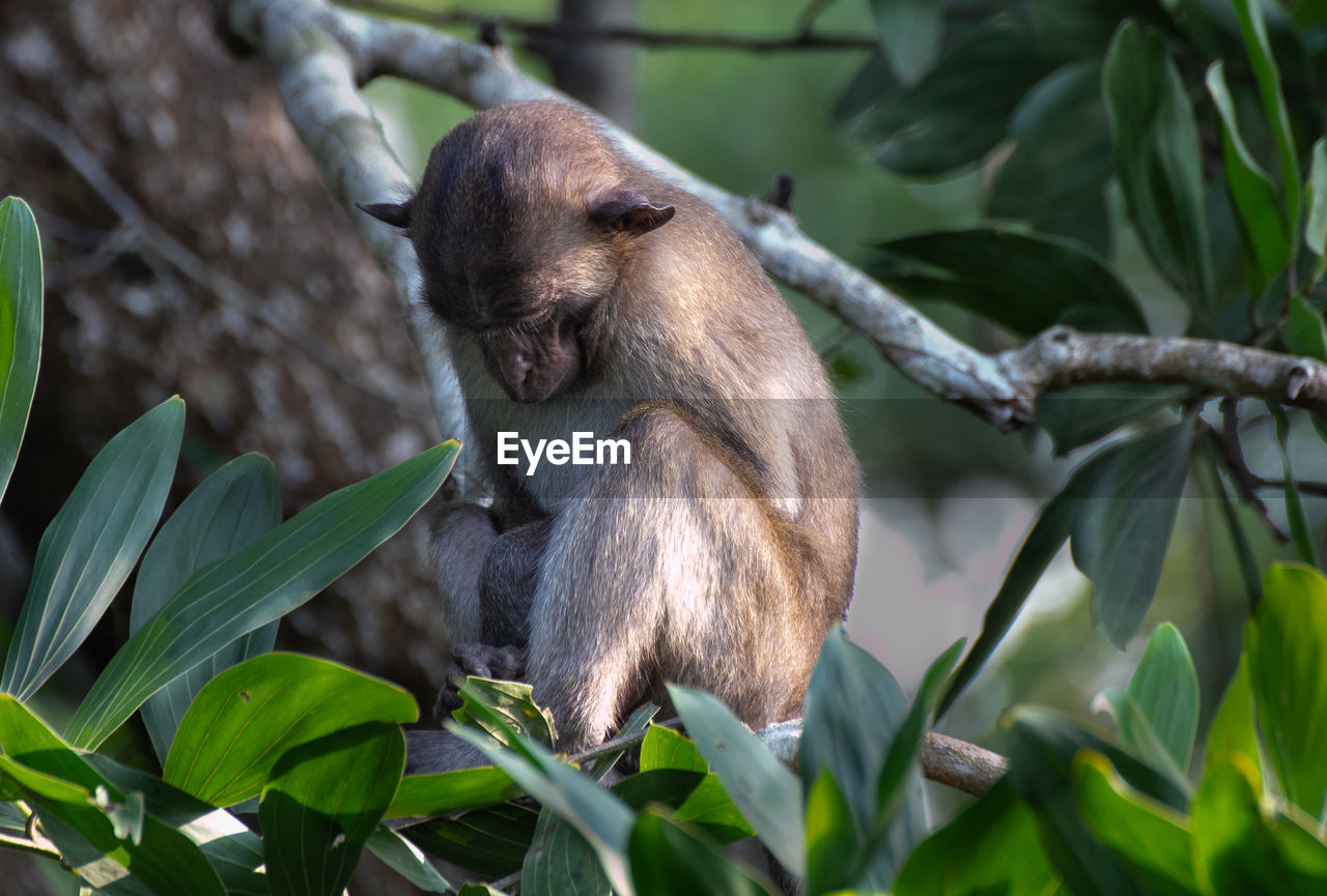 MONKEY SITTING ON A TREE