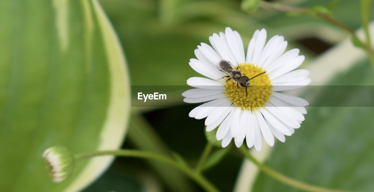 Directly above shot of insect on daisy