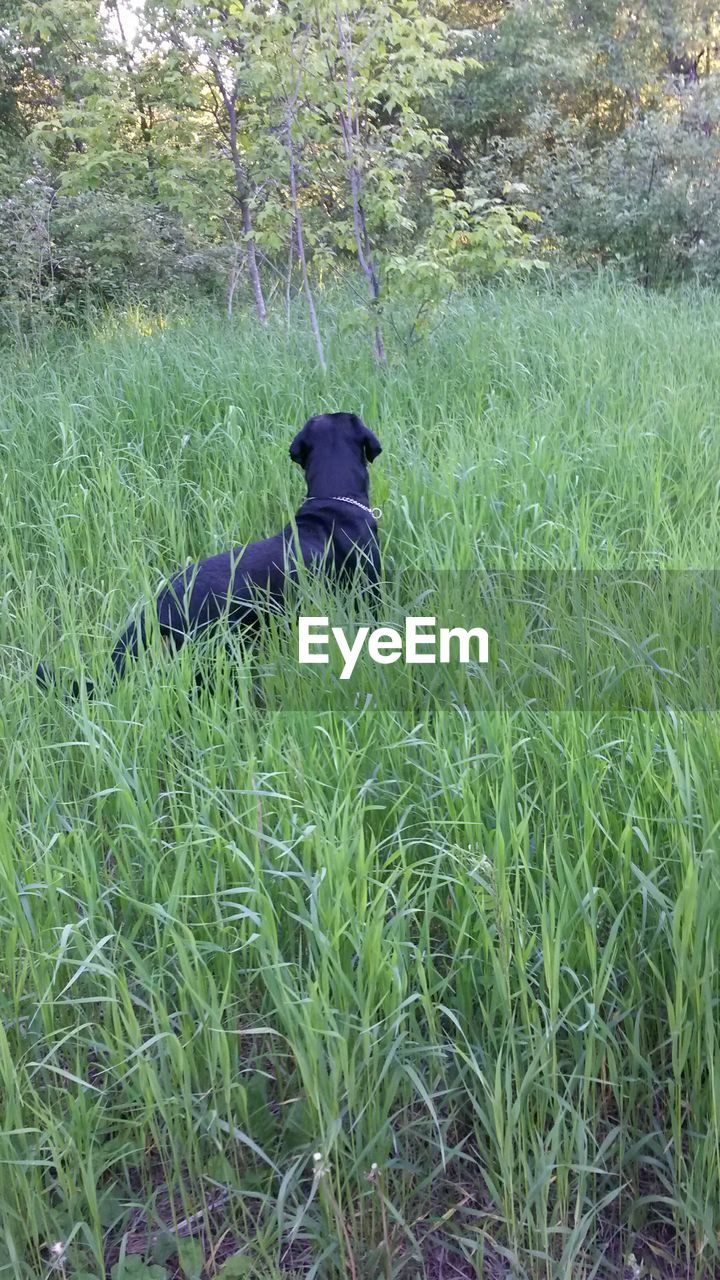 PLANTS ON GRASSY FIELD