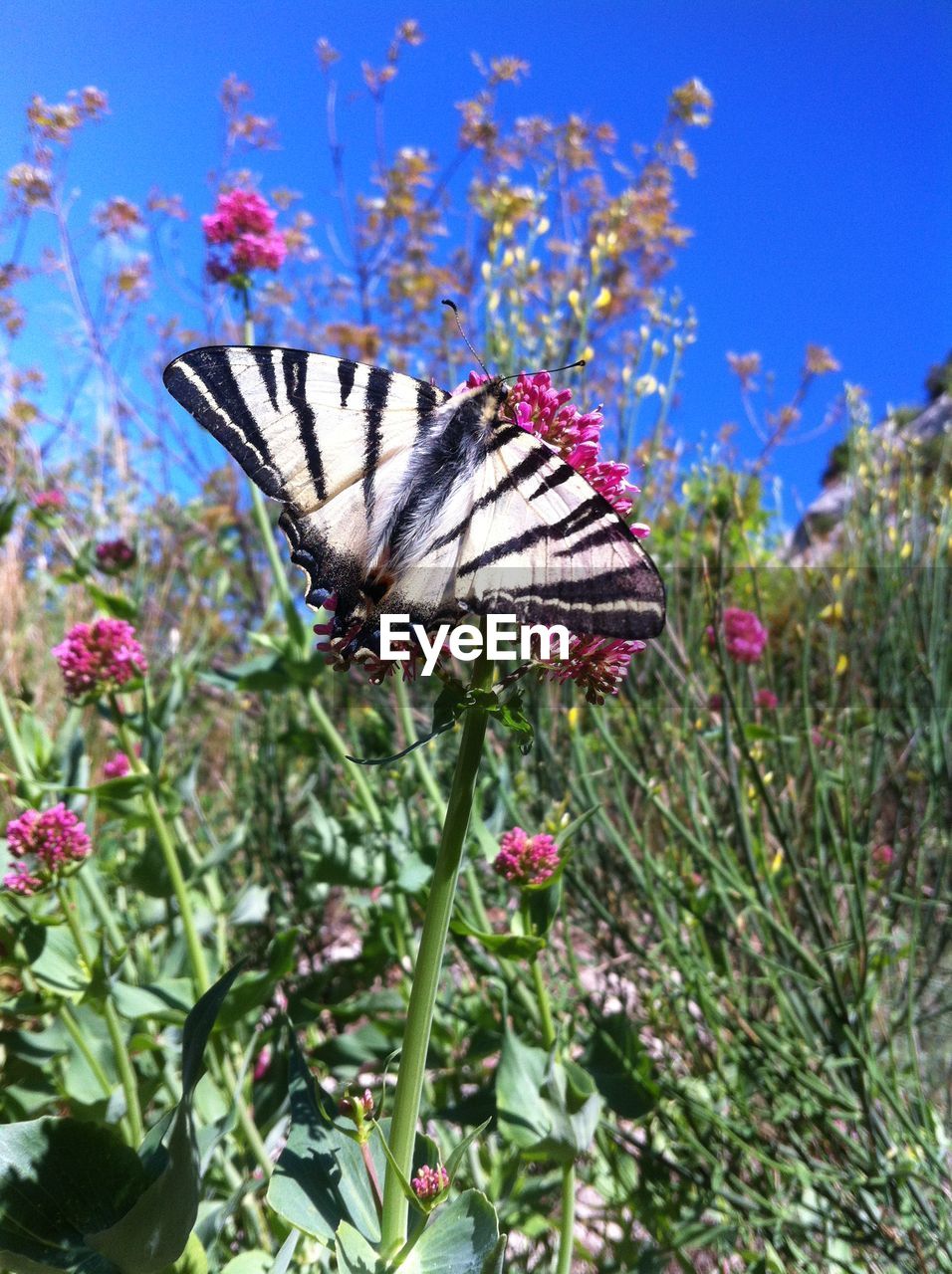 CLOSE-UP OF BUTTERFLY POLLINATING ON FLOWER