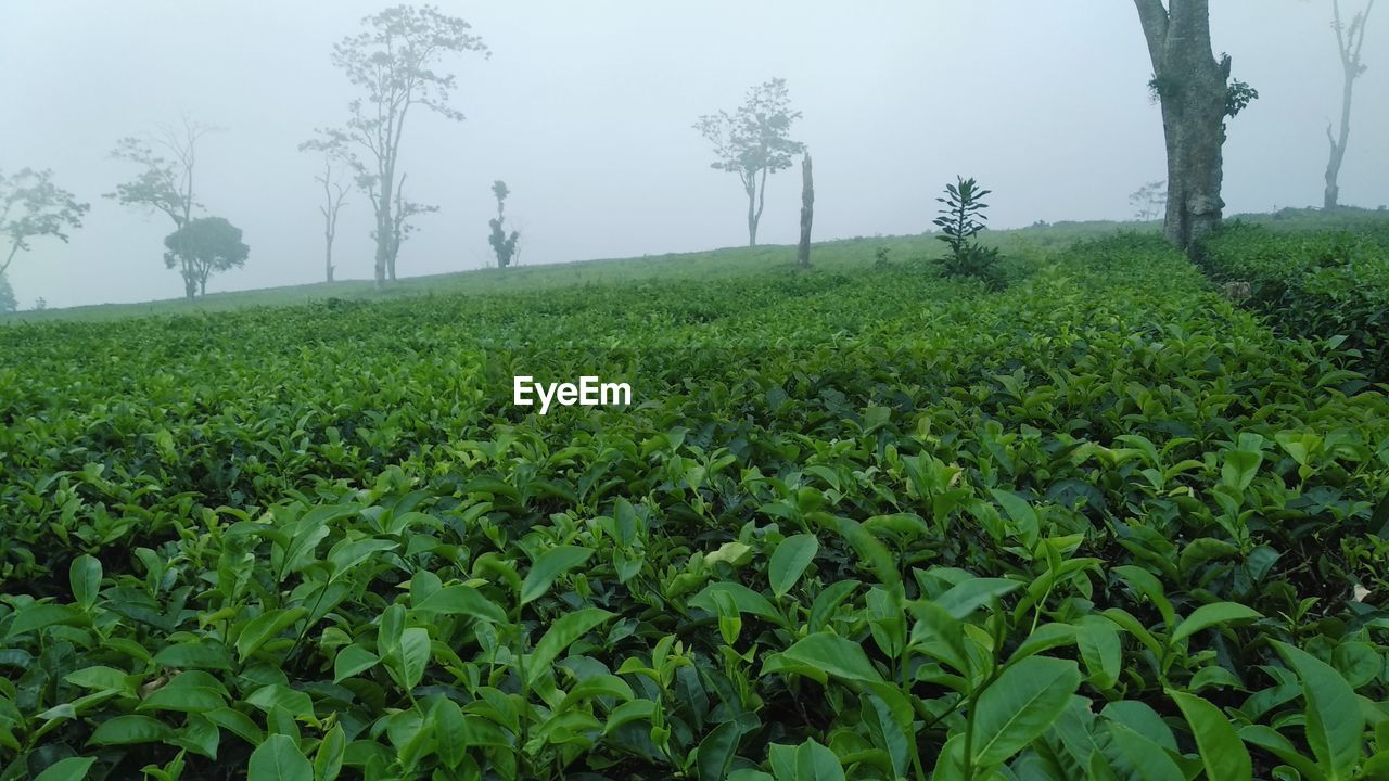 SCENIC VIEW OF FIELD AGAINST TREES