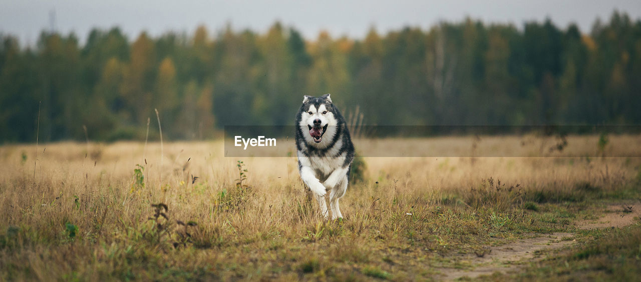 PORTRAIT OF A DOG RUNNING ON FIELD