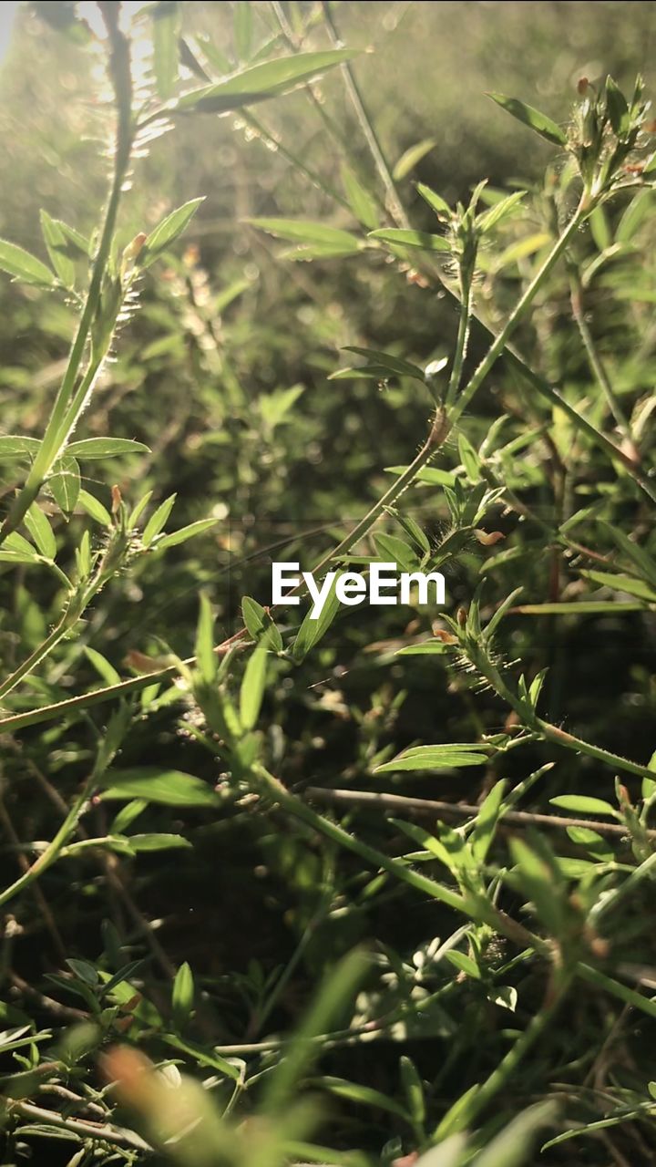 FULL FRAME SHOT OF PLANTS