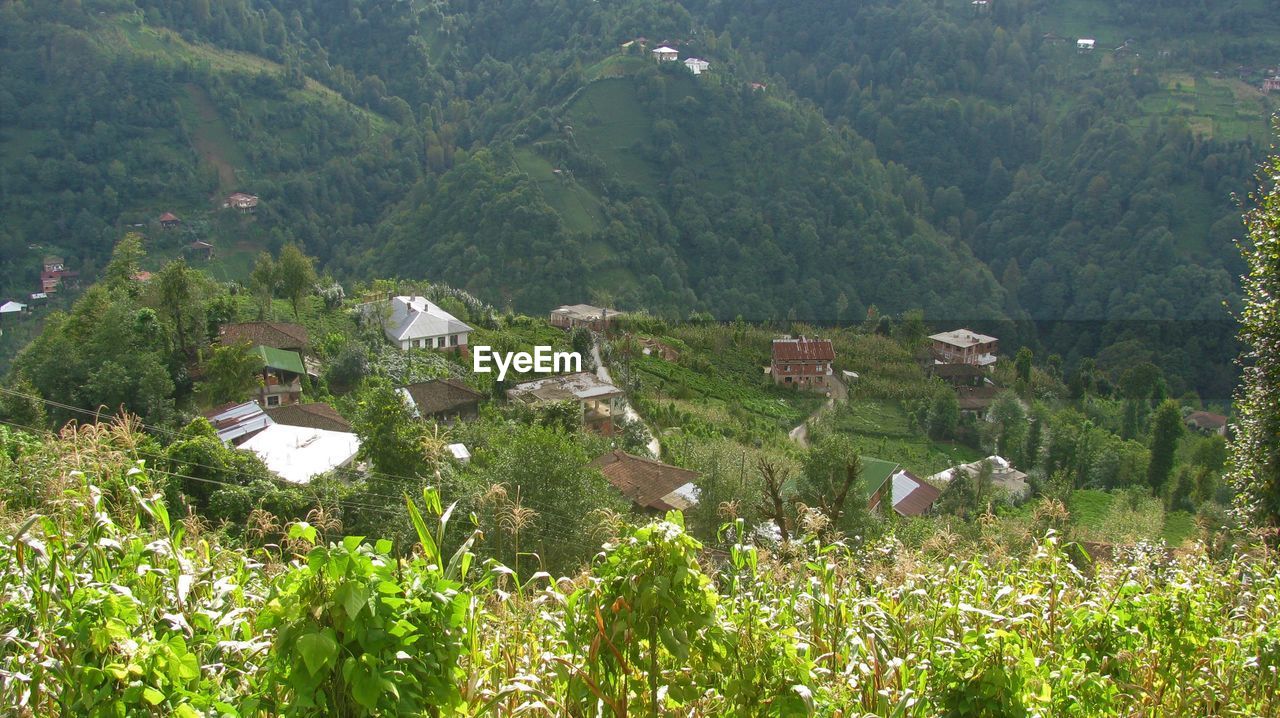 High angle view of trees and plants on field