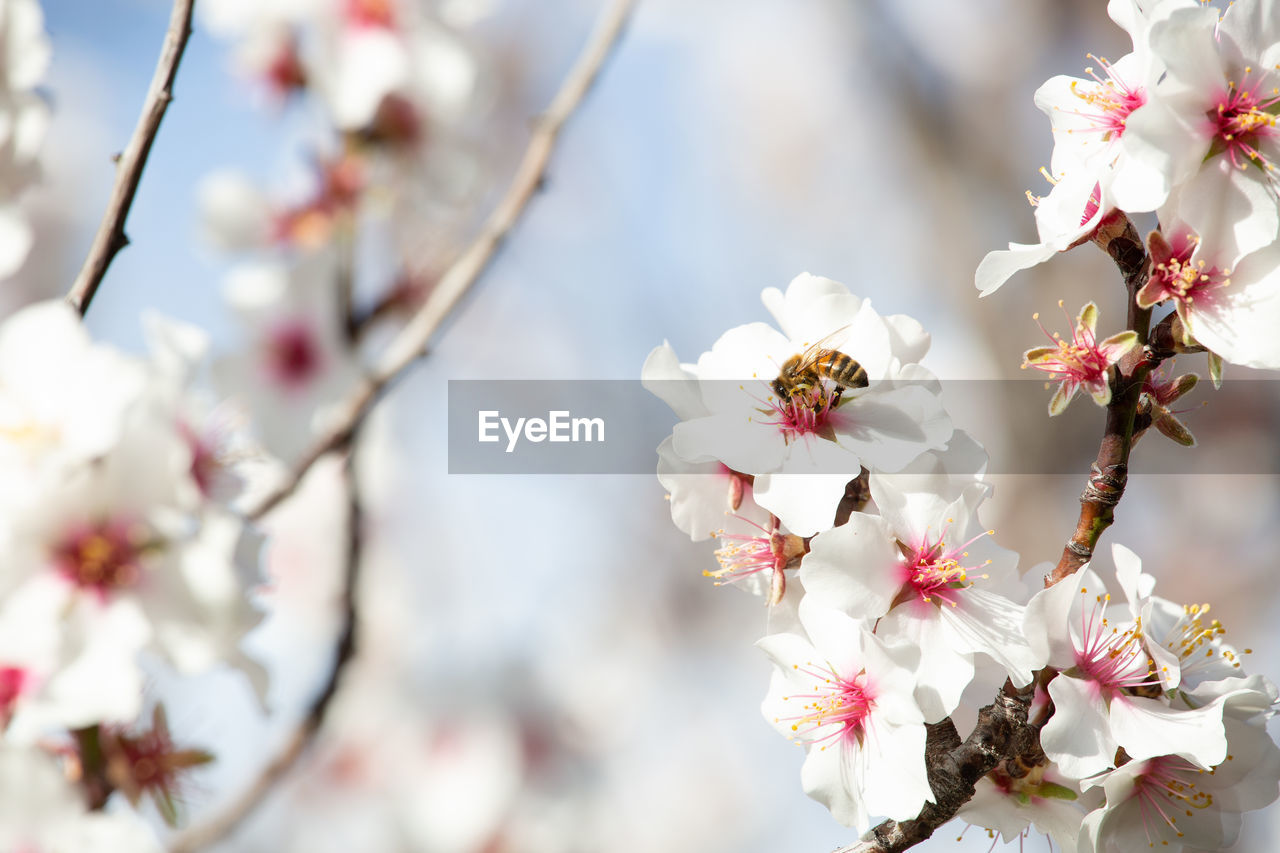 Close-up of white cherry blossom tree