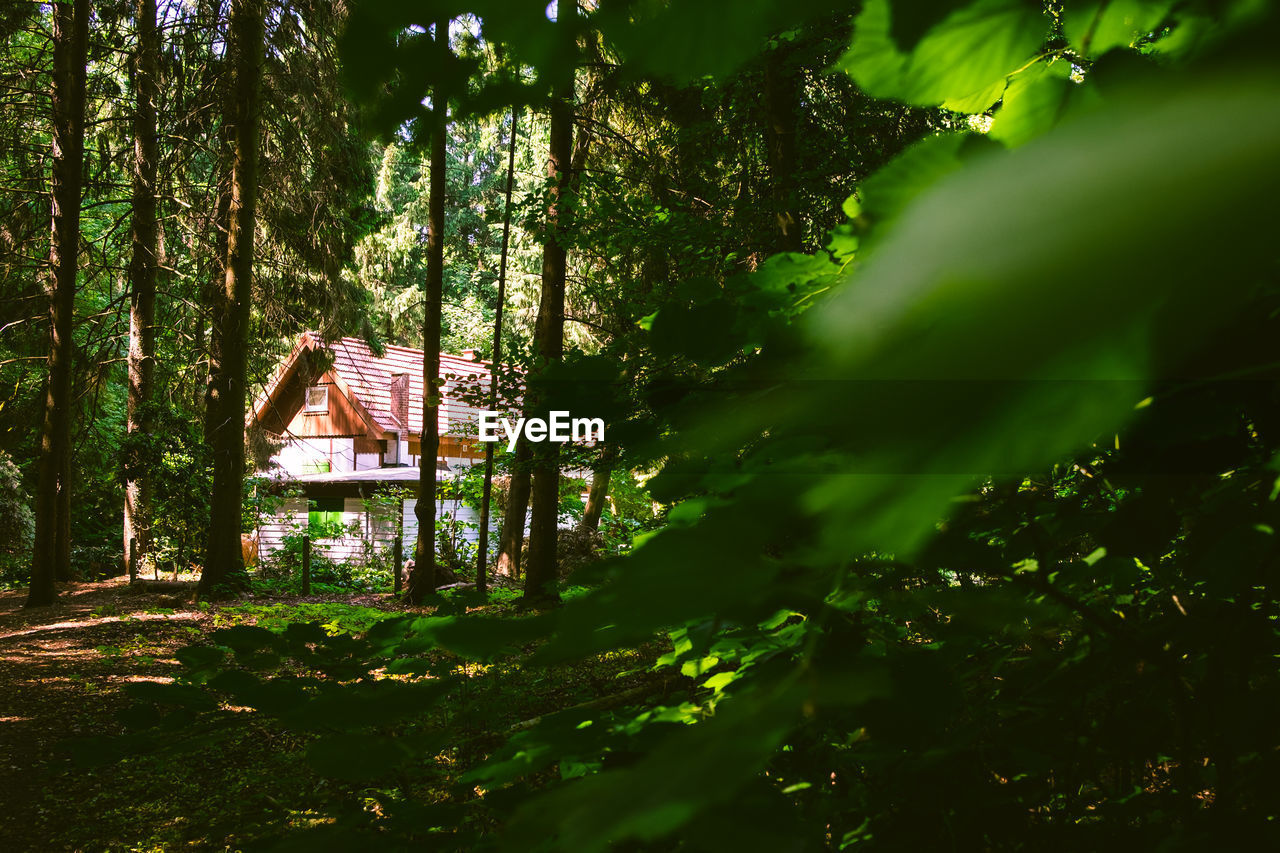 TREES AND PLANTS GROWING IN A FOREST