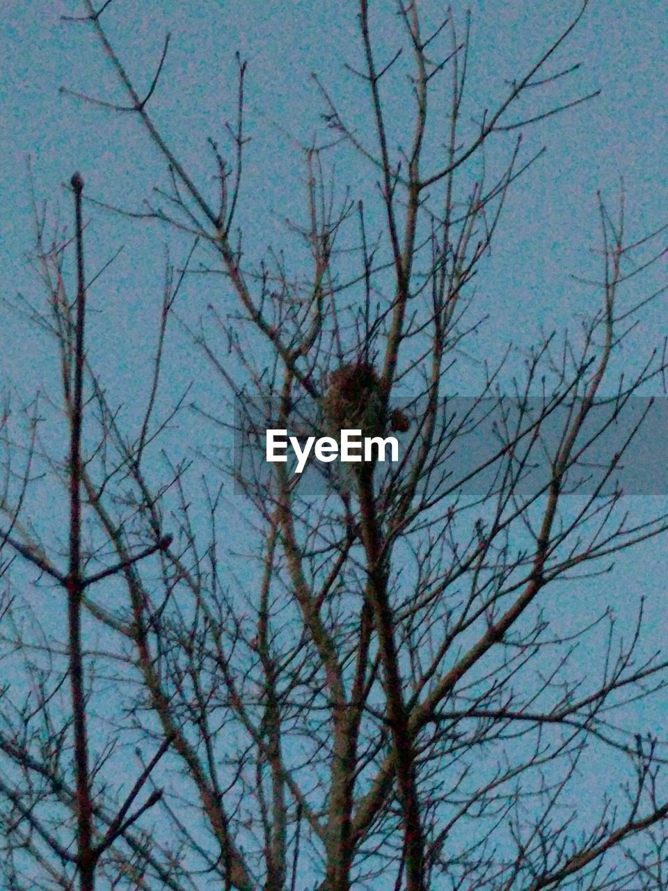 LOW ANGLE VIEW OF BIRD PERCHING ON TREE AGAINST SKY