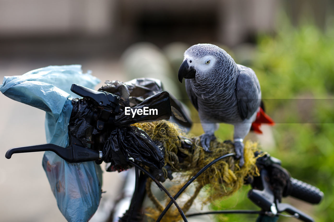 Close-up of gray parrot perching bicycle handlebar