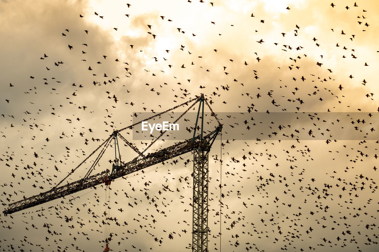 LOW ANGLE VIEW OF SILHOUETTE BIRDS FLYING AGAINST SKY