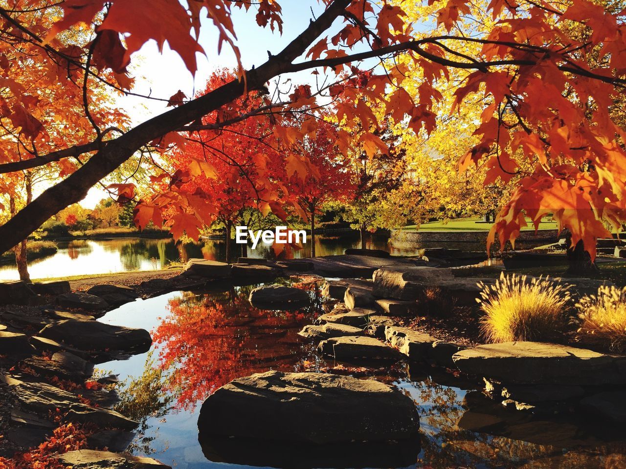 Autumn trees growing by pond