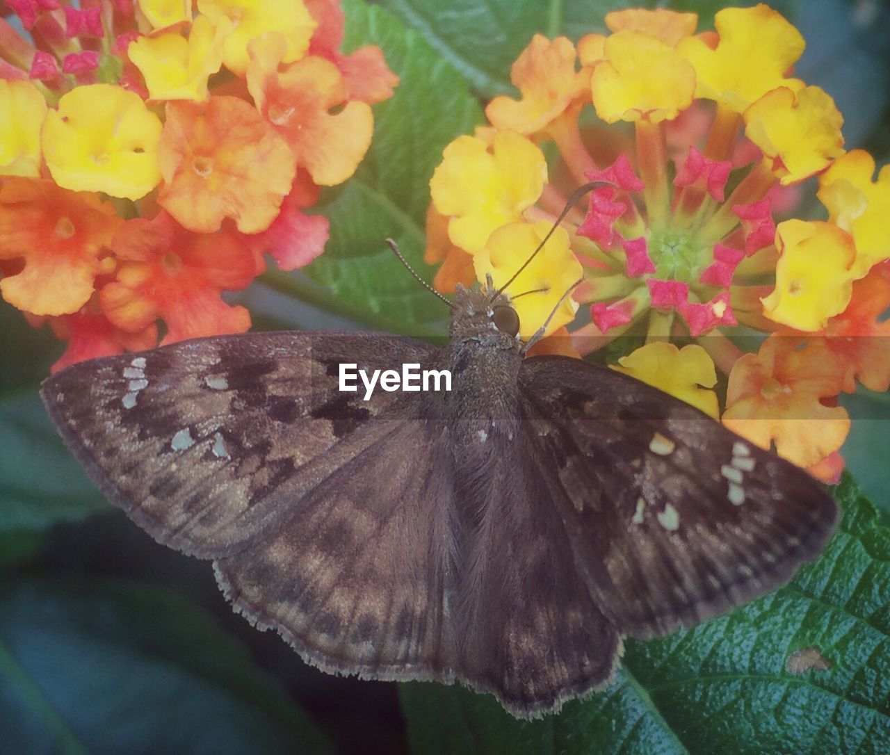 CLOSE-UP OF BUTTERFLY POLLINATING ON PINK FLOWER