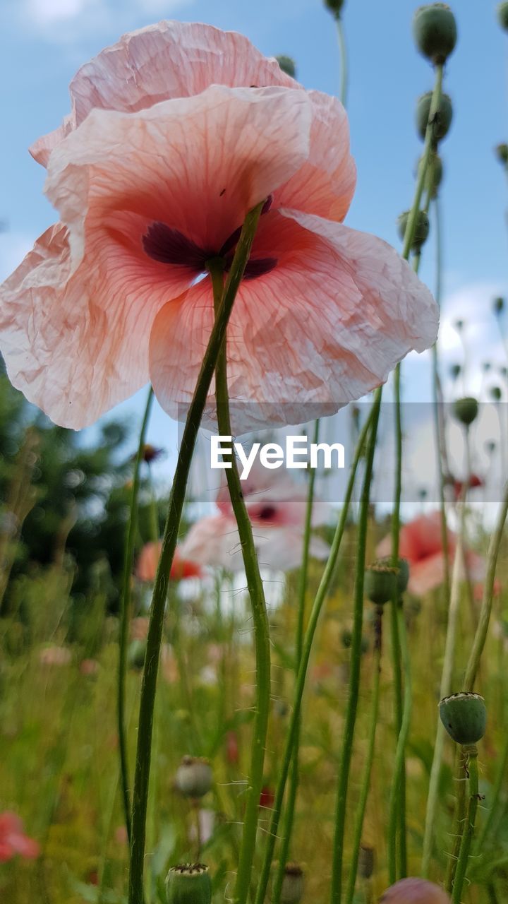 Close-up of pink flowering plant