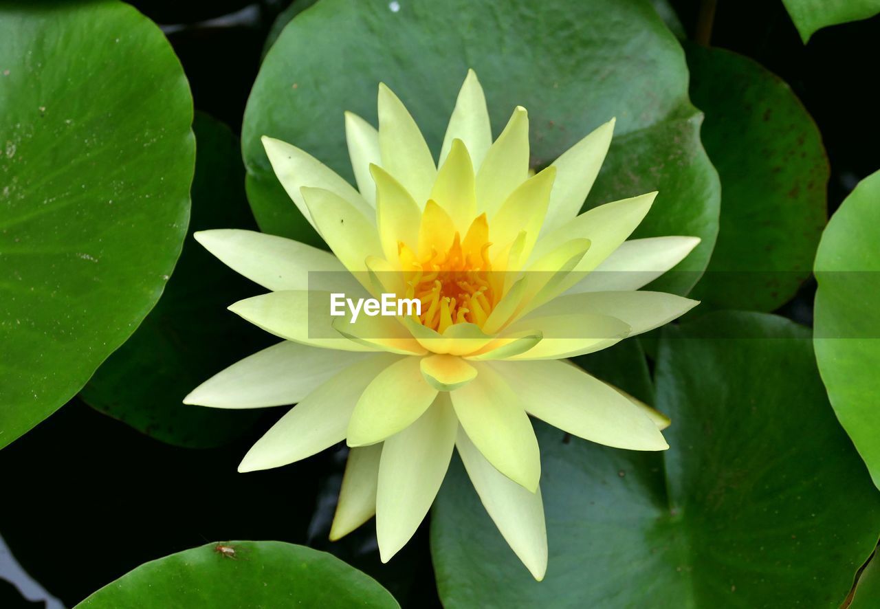 CLOSE-UP OF WATER LILY